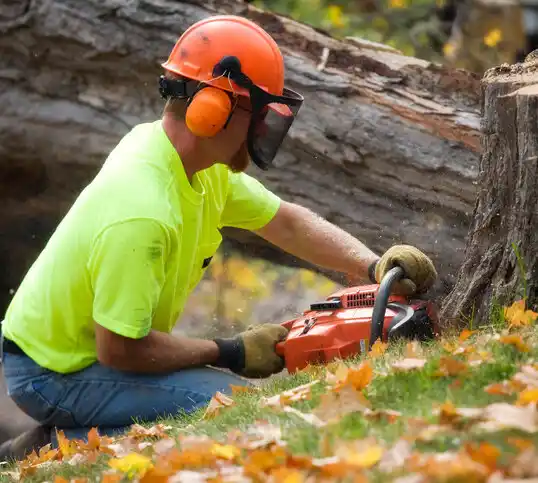 tree services Marble Hill